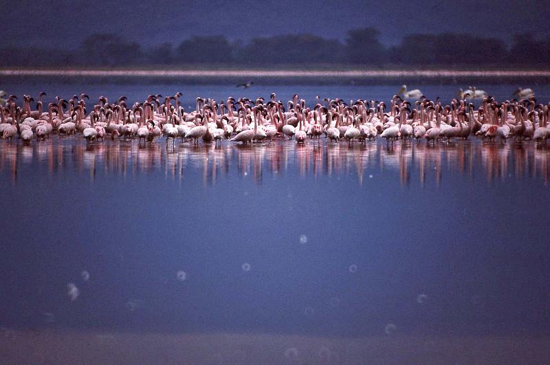 WT 1400 205-34 Kenya.jpg